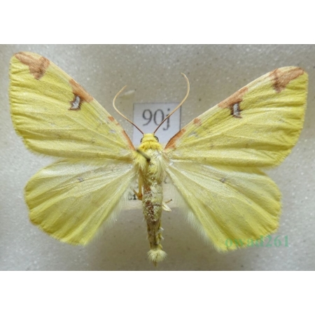 Opisthograptis luteolata (Linnaeus, 1758) male Mokosz cierniowiak Czech90j